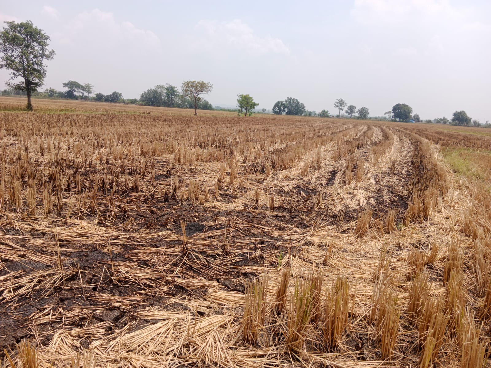 Sawah Luas Sisa Garapan di Kesamben