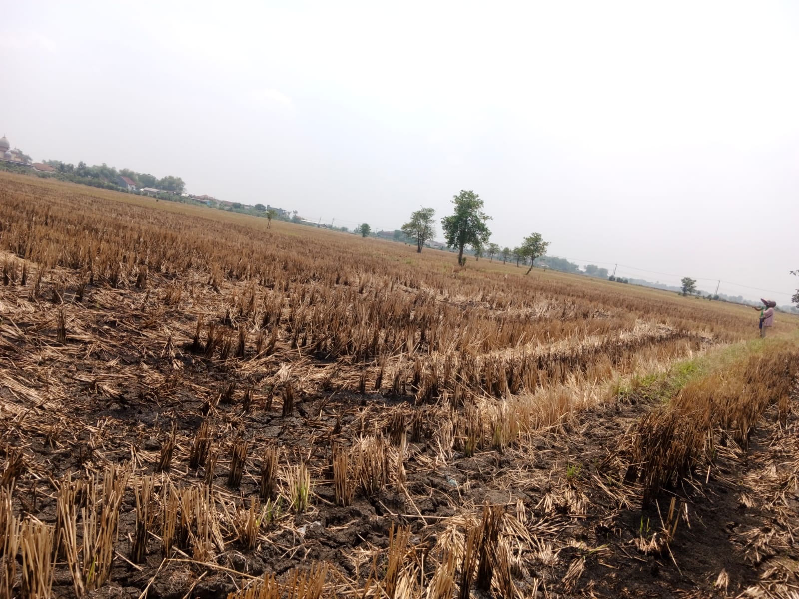 Sawah Luas Sisa Garapan di Kesamben