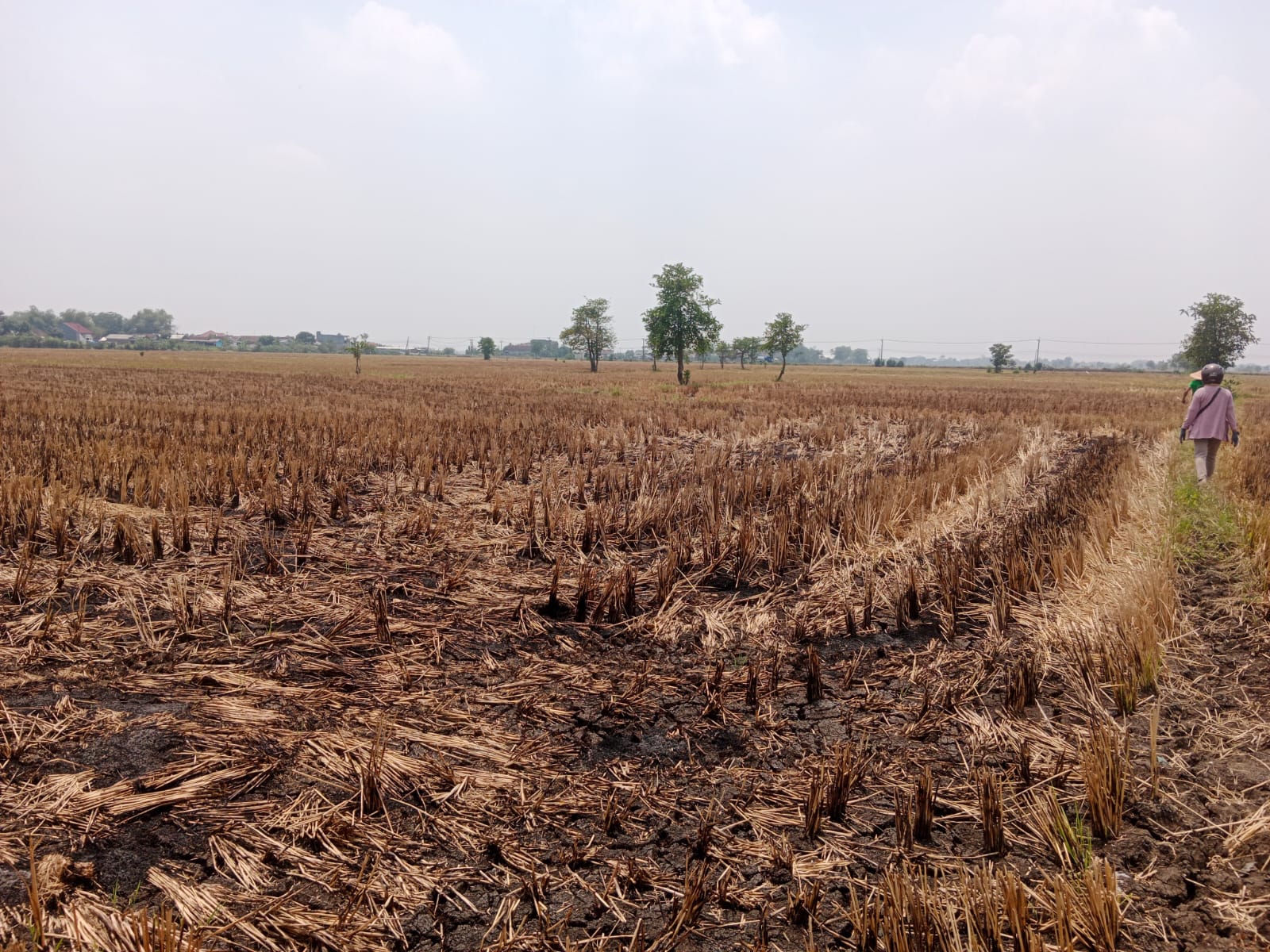 Sawah Luas Sisa Garapan di Kesamben