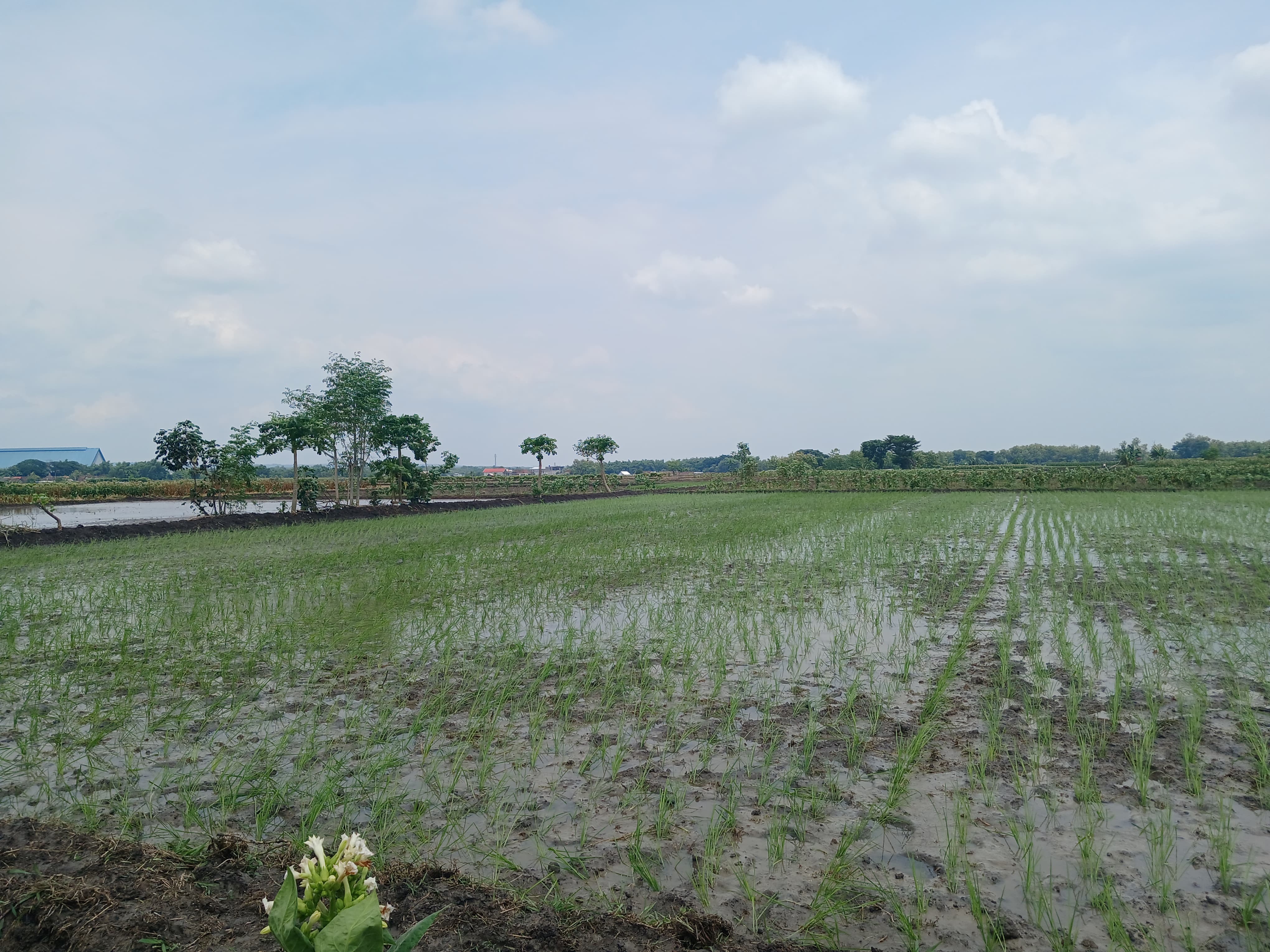 Sawah Siap Produksi di Ngimbang Lamongan