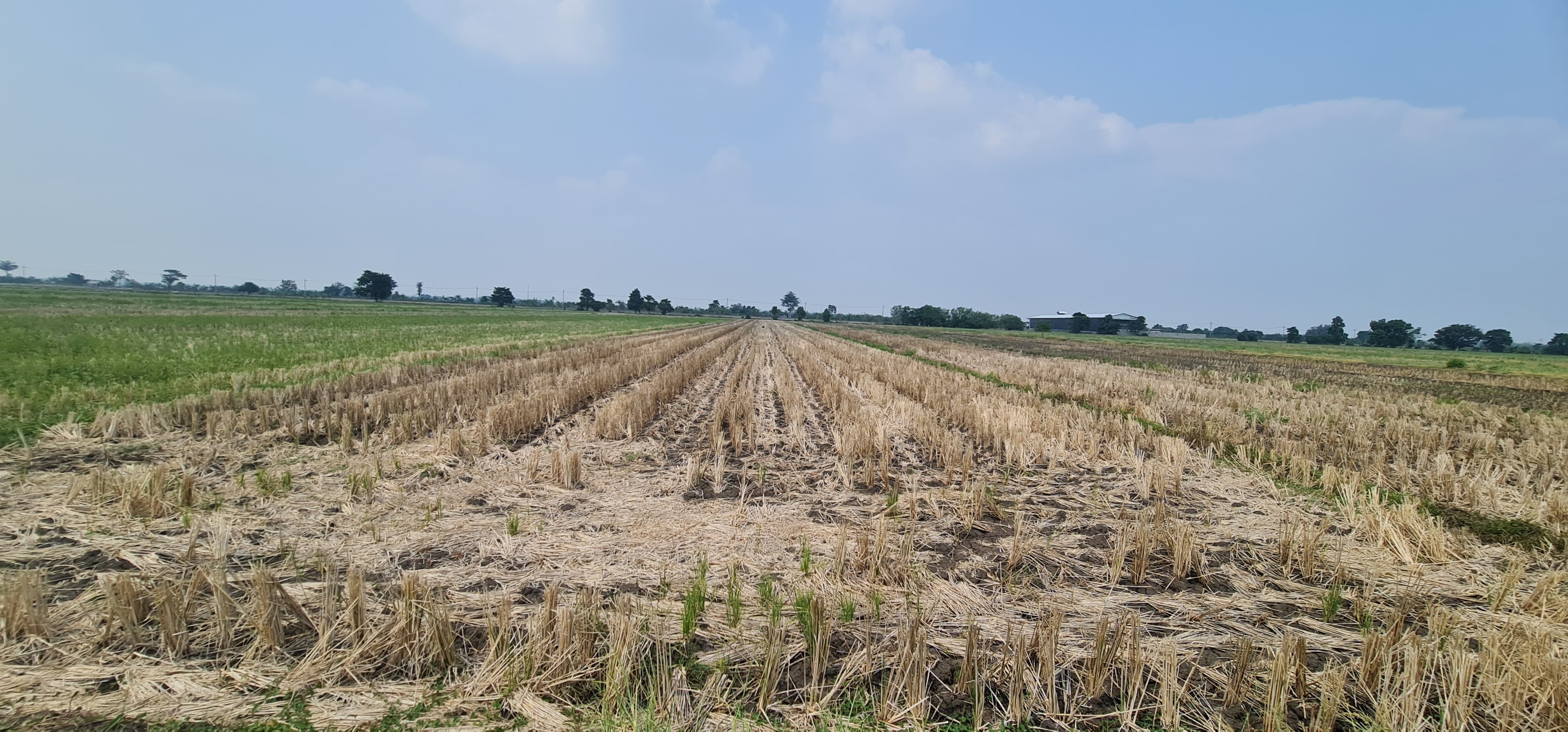 Sawah Luas di Kedungmlati Kesamben Siap Produksi