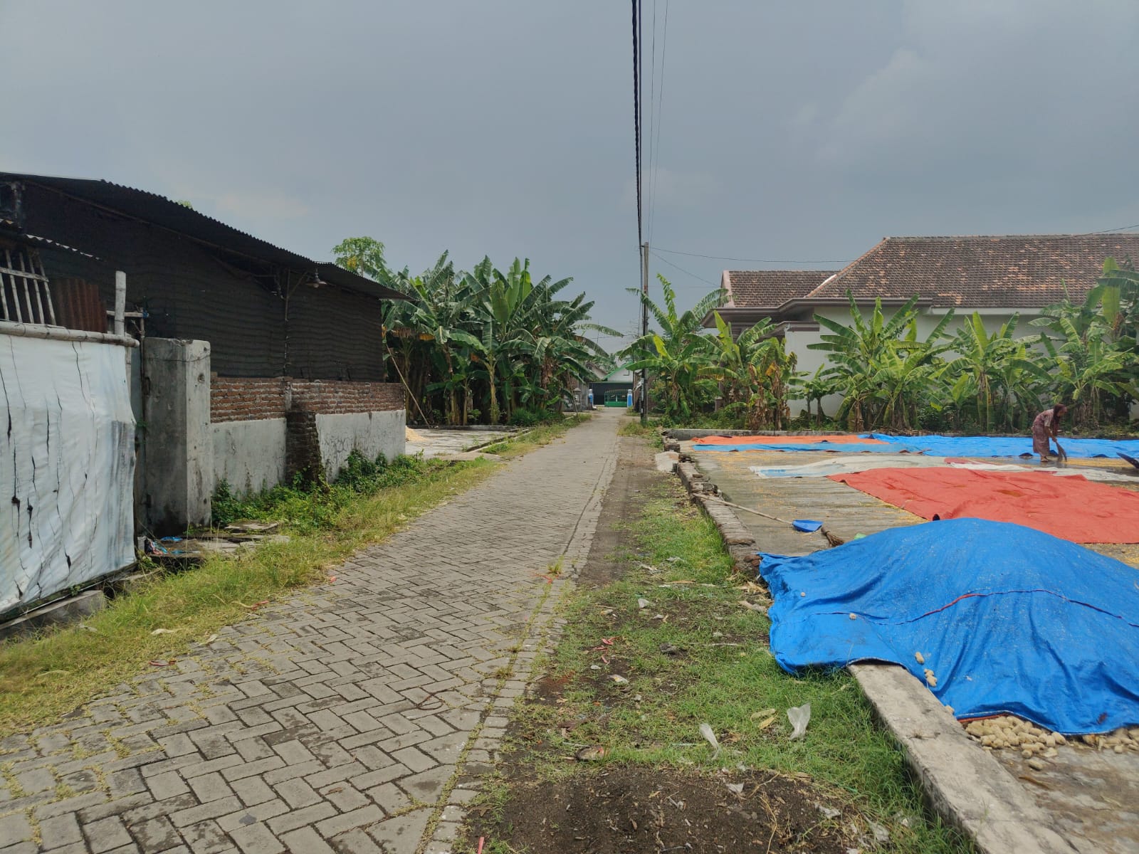 Pekarangan Luas di Sawiji, Jogoroto