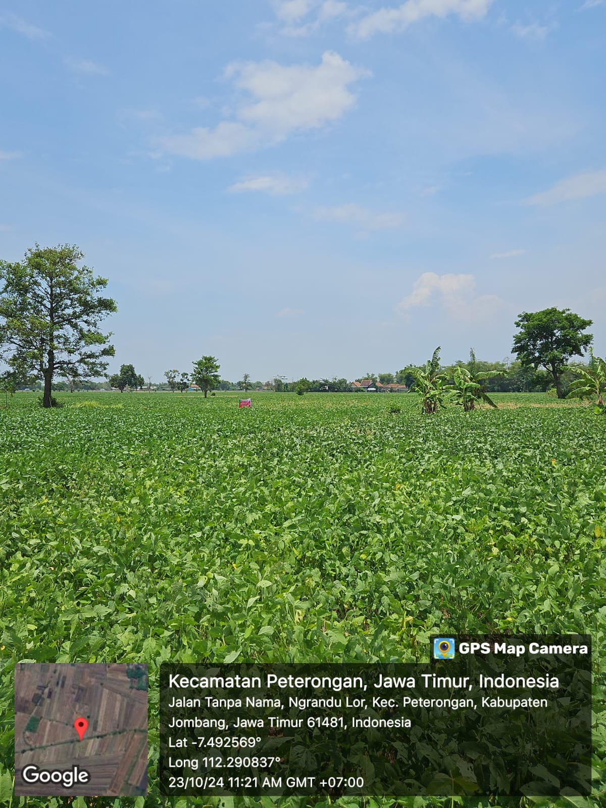Sawah Luas Siap Produksi di Kedungbetik Kesamben