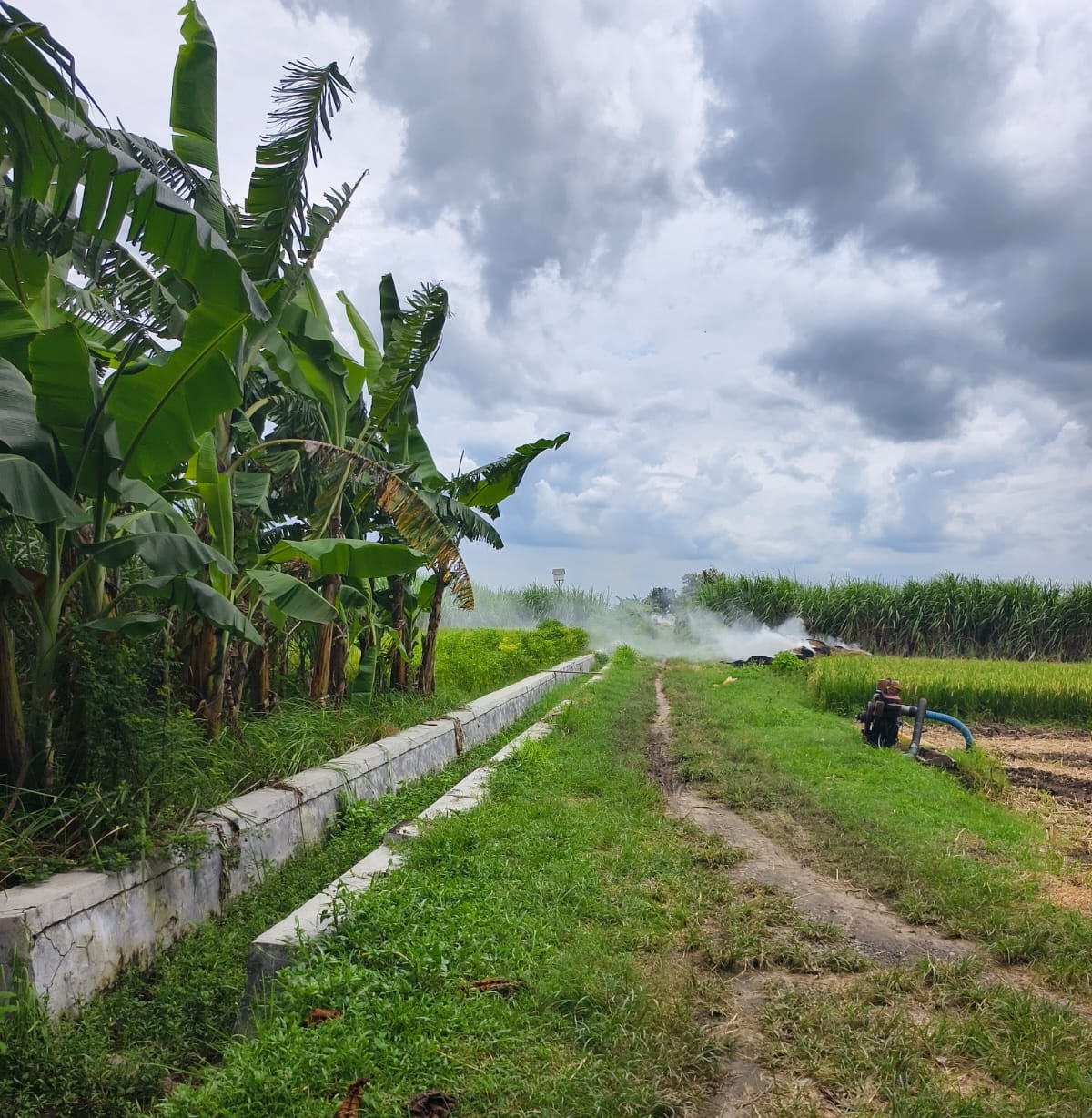 Sawah Siap Produksi di Kesamben