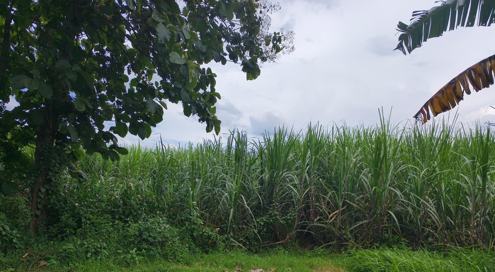 Sawah Siap Produksi di Kesamben