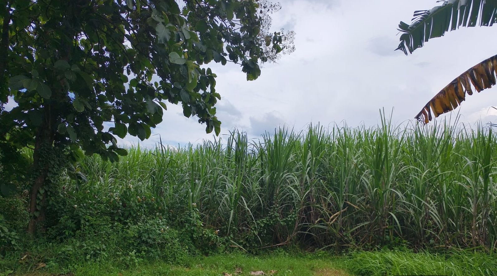 Sawah Siap Produksi di Kesamben