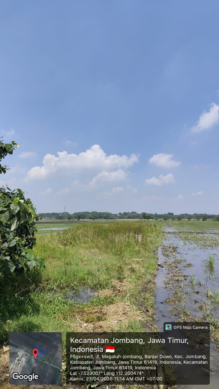 Sawah Luas Siap Produksi di Banjardowo