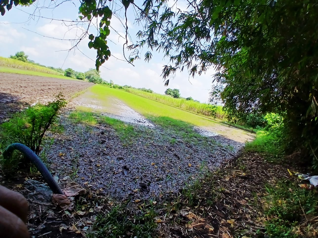 Sawah Luas Siap Produksi di Sumobito