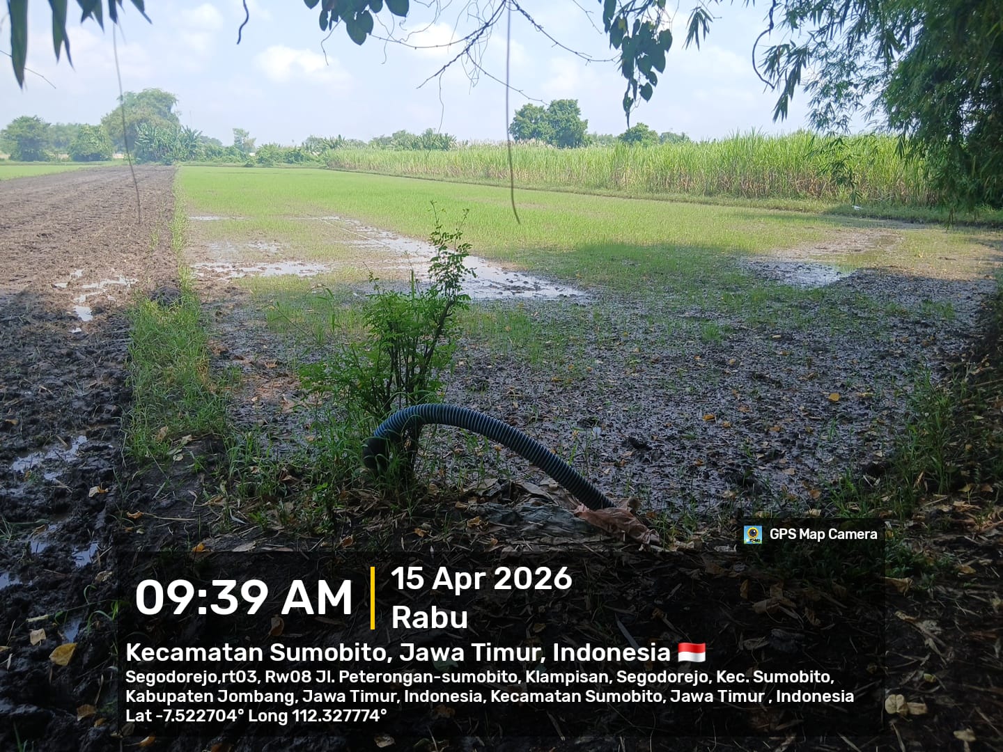 Sawah Luas Siap Produksi di Sumobito